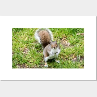 Grey squirrel on some grass Posters and Art